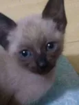 Gato raça siamês idade Abaixo de 2 meses nome .