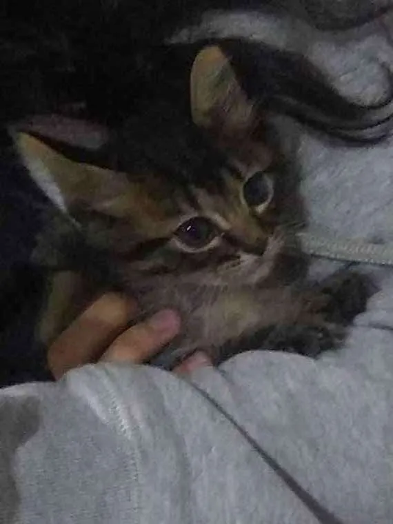 Gato raça não identificada idade Abaixo de 2 meses nome .