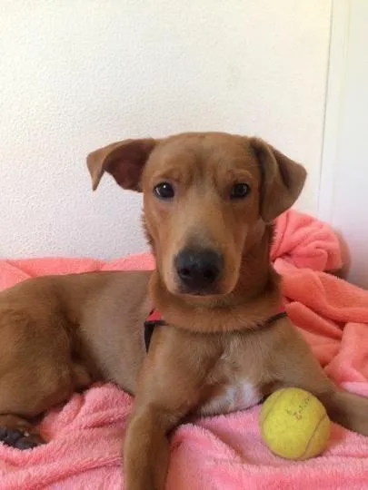 Cachorro ra a SRD-ViraLata idade 2 anos nome Charles