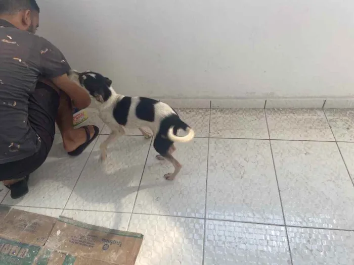 Cachorro raça Srd idade 7 a 11 meses nome Miuxa castrada