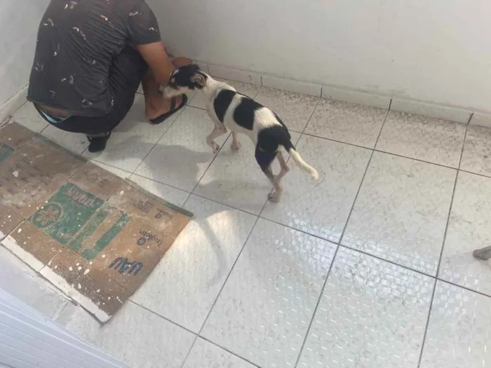 Cachorro raça Srd idade 7 a 11 meses nome Miuxa castrada