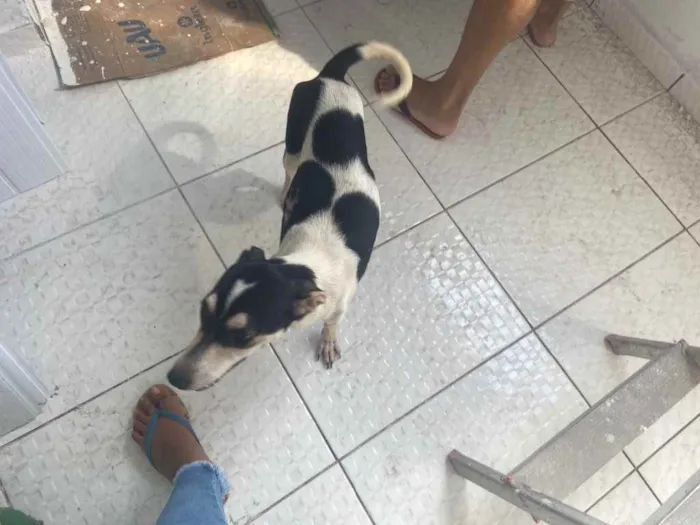 Cachorro raça Srd idade 7 a 11 meses nome Miuxa castrada