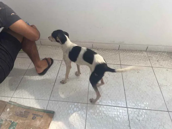 Cachorro raça Srd idade 7 a 11 meses nome Miuxa castrada
