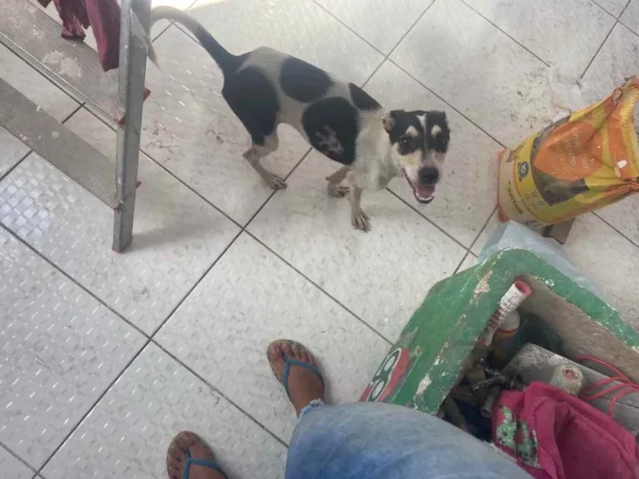 Cachorro raça Srd idade 7 a 11 meses nome Miuxa castrada