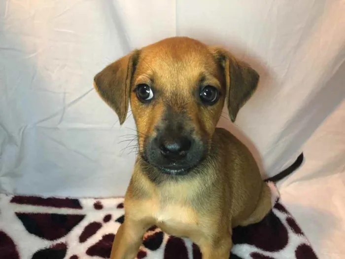 Cachorro raça SRD idade Abaixo de 2 meses nome Sem Nome
