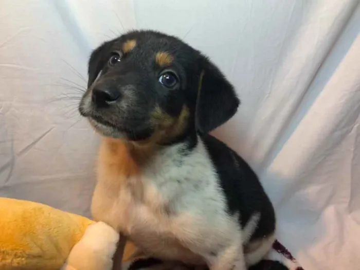 Cachorro raça SRD  idade Abaixo de 2 meses nome Sem nome