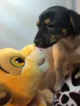 Cachorro raça SRD  idade Abaixo de 2 meses nome Sem nome