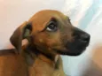 Cachorro raça SRD  idade Abaixo de 2 meses nome Sem nome