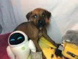 Cachorro raça SRD  idade Abaixo de 2 meses nome Sem nome