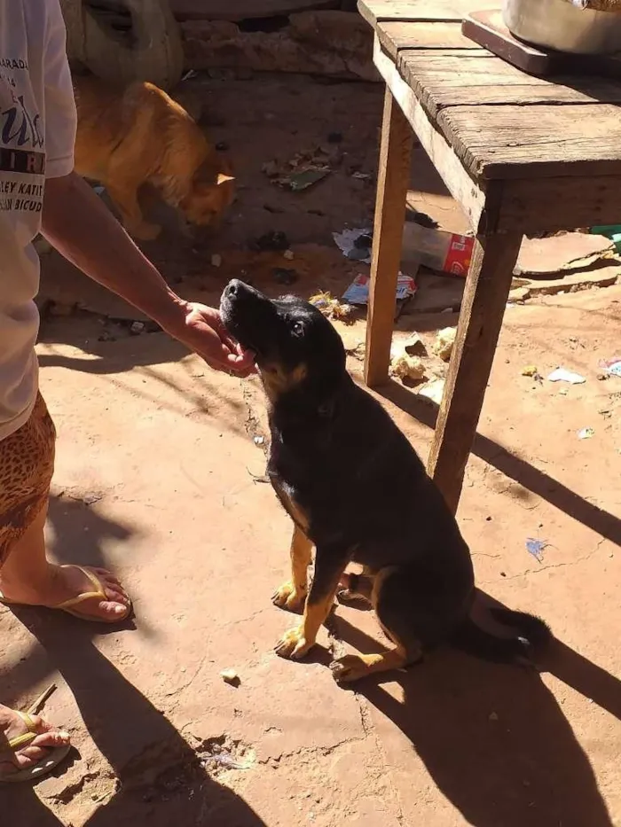 Cachorro ra a SRD-ViraLata idade 1 ano nome Chico