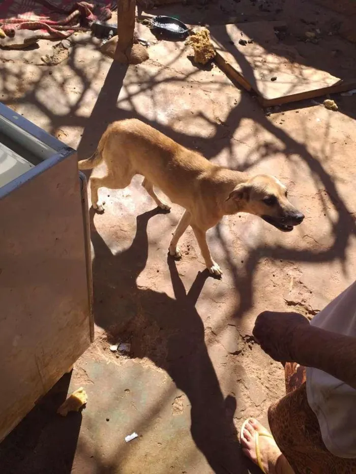 Cachorro ra a SRD-ViraLata idade 1 ano nome Lupita