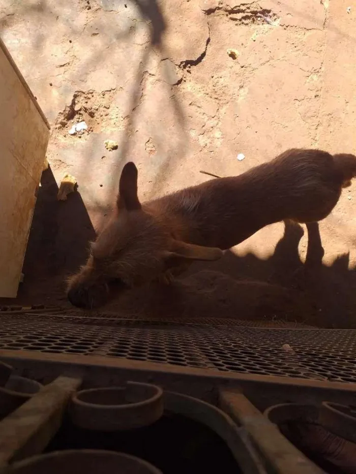 Cachorro ra a SRD-ViraLata idade 1 ano nome Léo