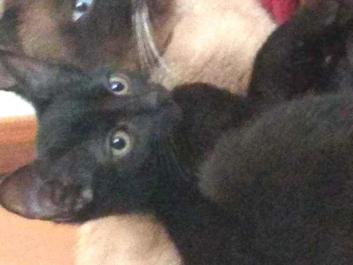 Gato raça não identificada idade 2 a 6 meses nome .