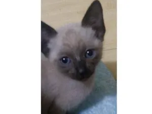 Gato raça siamês idade Abaixo de 2 meses nome .