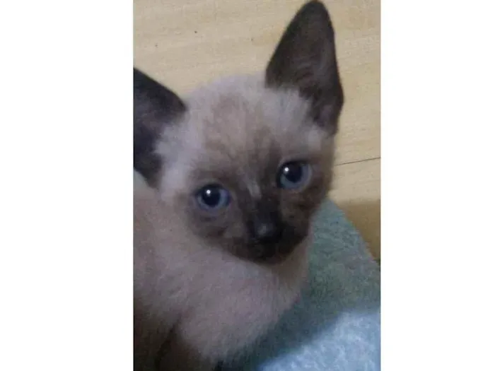 Gato raça siamês idade Abaixo de 2 meses nome .
