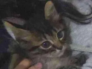 Gato raça não identificada idade Abaixo de 2 meses nome .