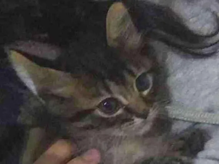 Gato raça não identificada idade Abaixo de 2 meses nome .