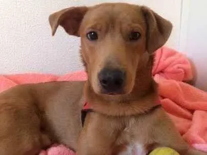 Cachorro ra a SRD-ViraLata idade 2 anos nome Charles