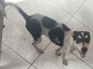 Cachorro raça Srd idade 7 a 11 meses nome Miuxa castrada