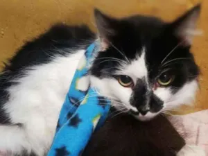 Gato raça srd idade 2 anos nome Italo