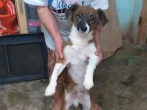 Cachorro raça Vira-latas idade 1 ano nome Bilu