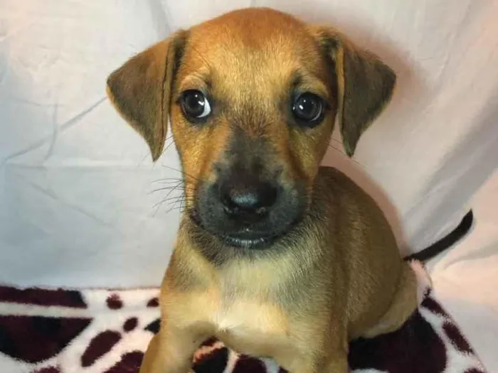 Cachorro raça SRD idade Abaixo de 2 meses nome Sem Nome