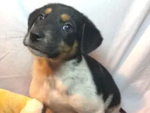 Cachorro raça SRD  idade Abaixo de 2 meses nome Sem nome