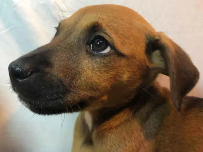 Cachorro raça SRD  idade Abaixo de 2 meses nome Sem nome
