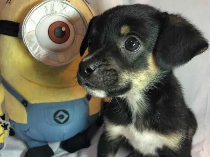 Cachorro raça SRD idade Abaixo de 2 meses nome Sem nome