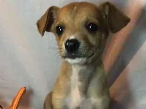 Cachorro raça SRD  idade Abaixo de 2 meses nome Sem nome