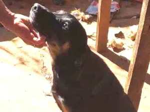 Cachorro raça SRD-ViraLata idade 1 ano nome Chico