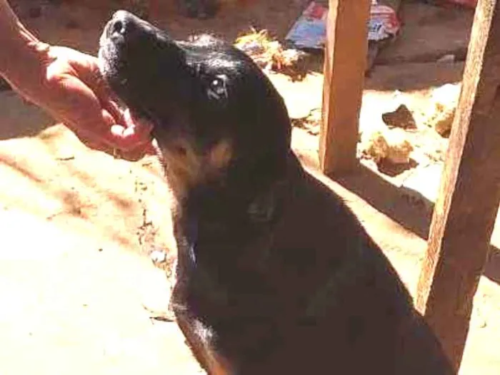 Cachorro ra a SRD-ViraLata idade 1 ano nome Chico