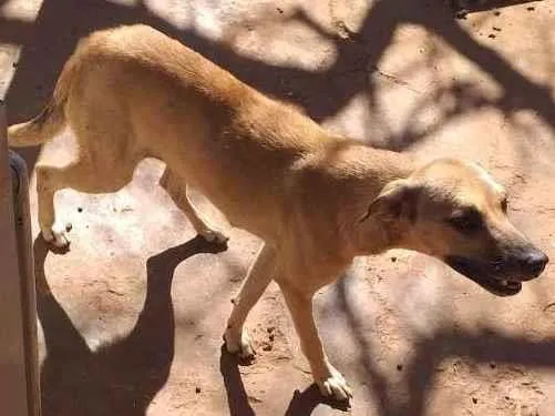 Cachorro ra a SRD-ViraLata idade 1 ano nome Lupita