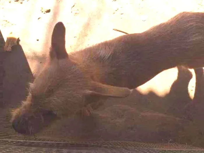 Cachorro ra a SRD-ViraLata idade 1 ano nome Léo