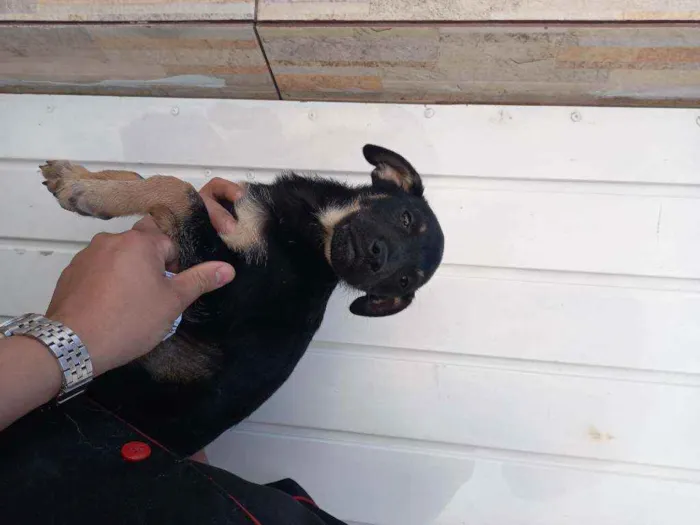 Cachorro raça Srd idade 2 a 6 meses nome Luna