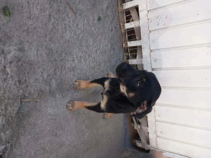 Cachorro raça Srd idade 2 a 6 meses nome Luna