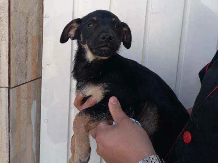 Cachorro raça Srd idade 2 a 6 meses nome Luna