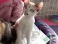 Gato raça Siamês  idade 2 a 6 meses nome Amor