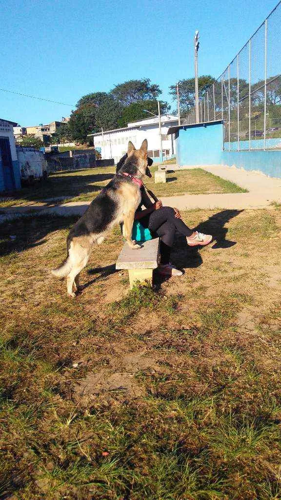 Cachorro ra a Pastor alemão  idade 4 anos nome Lion