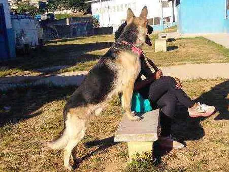 Cachorro ra a Pastor alemão  idade 4 anos nome Lion