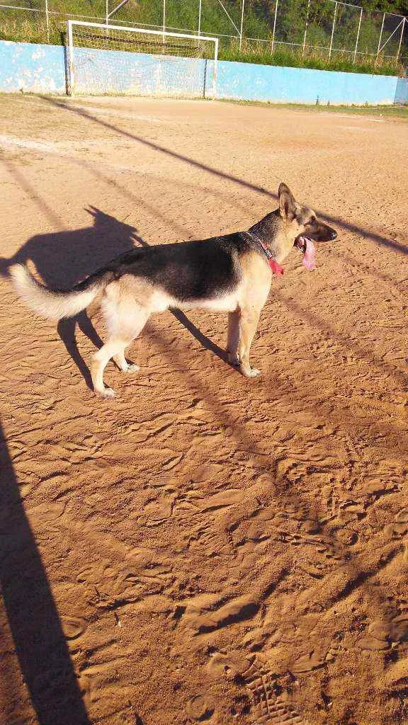Cachorro ra a Pastor alemão  idade 4 anos nome Lion