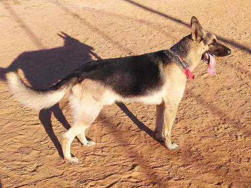 Cachorro ra a Pastor alemão  idade 4 anos nome Lion