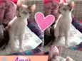 Gato raça Mestiça Siamês  idade 2 a 6 meses nome Amor