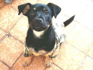 Cachorro raça Srd idade 2 a 6 meses nome Luna