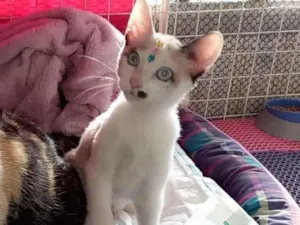 Gato raça Siamês  idade 2 a 6 meses nome Amor