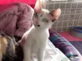 Gato raça Siamês  idade 2 a 6 meses nome Amor
