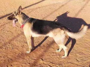 Cachorro raça Pastor alemão  idade 4 anos nome Lion