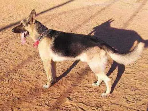 Cachorro ra a Pastor alemão  idade 4 anos nome Lion