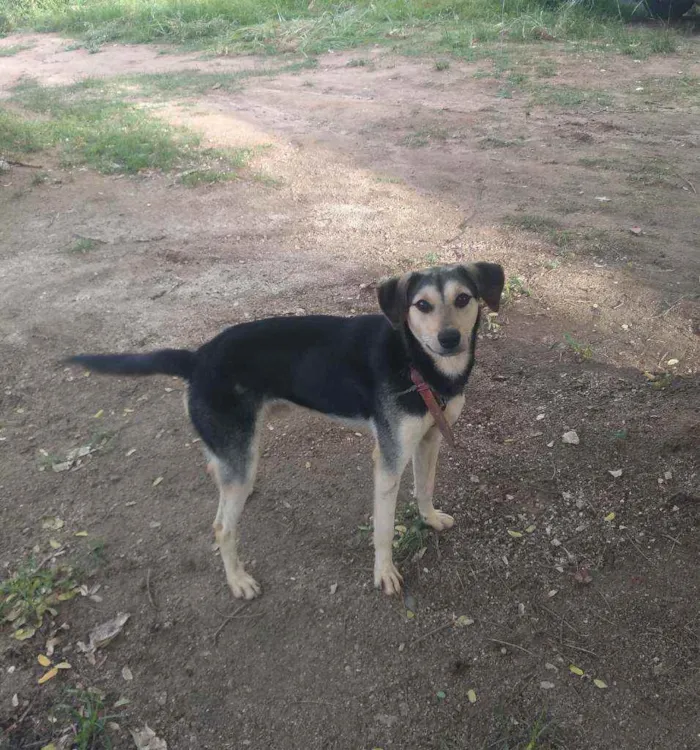 Cachorro ra a  idade 2 anos nome Laique