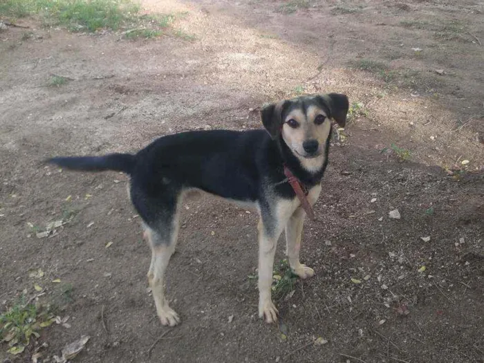 Cachorro ra a  idade 2 anos nome Laique